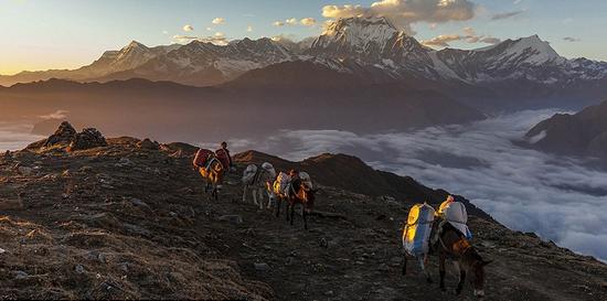 图为夕阳下，一群建筑工人在喜马拉雅山系道拉吉里峰赶路。