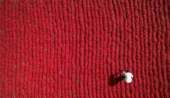 红椒农

　　图片来源：Aurobird/Dronestagram