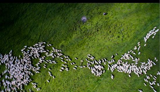 “成群结队”

　　图片来源：Szbolcs Igancz/Dronestagram